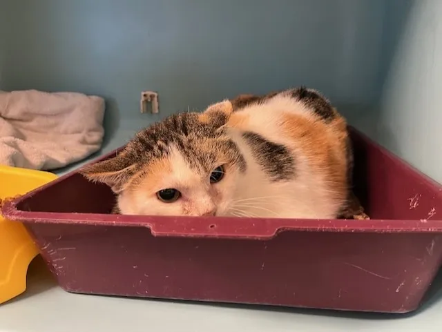 À l'adoption : Consta