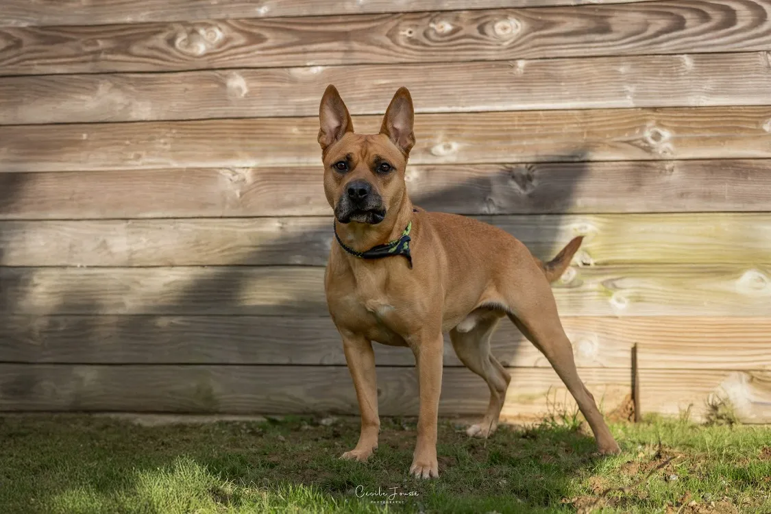 À l'adoption : Scouby