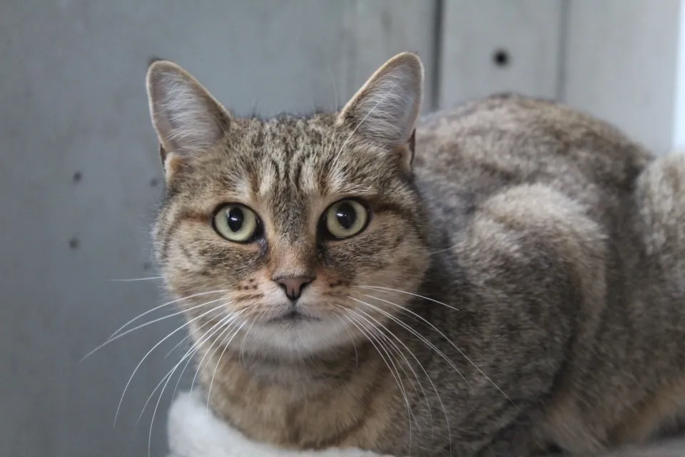 À l'adoption : Anaïssa