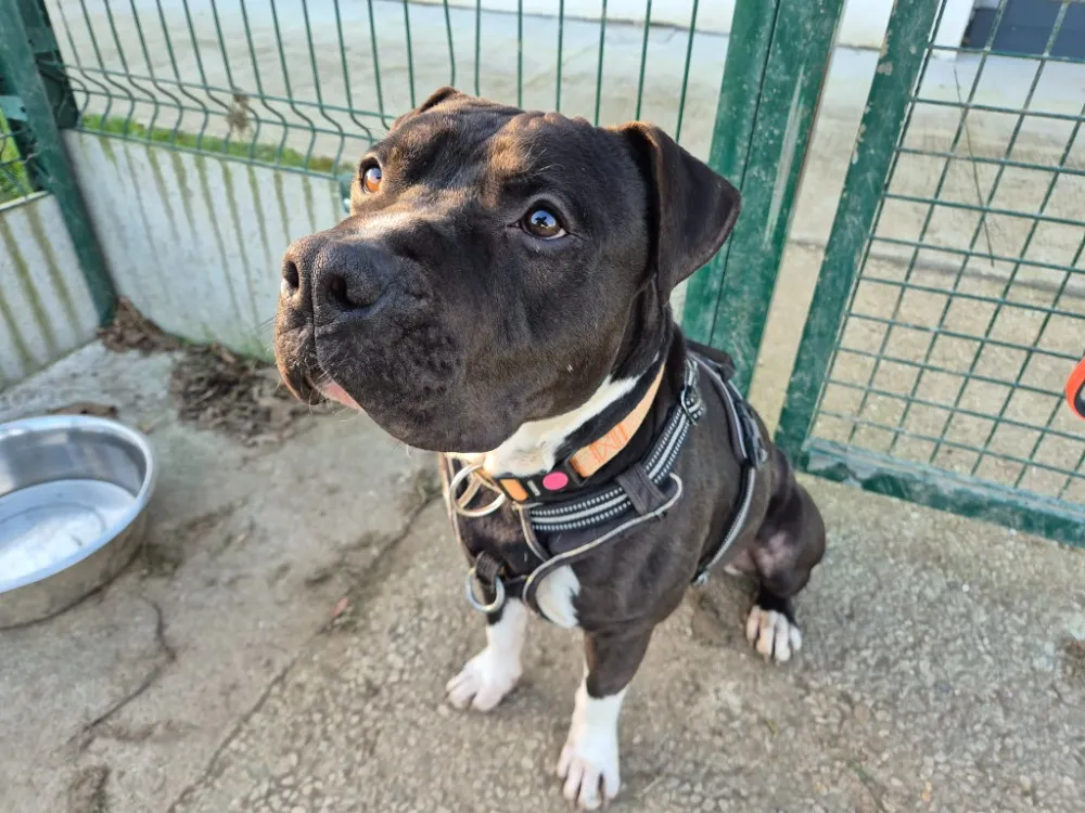 À l'adoption : Ulysse