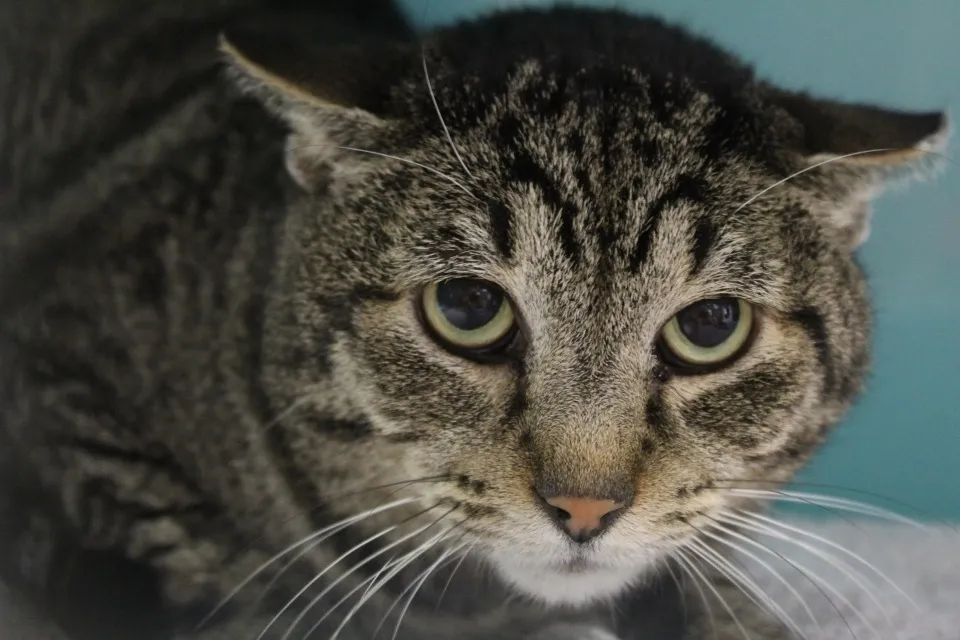 À l'adoption : Ramses