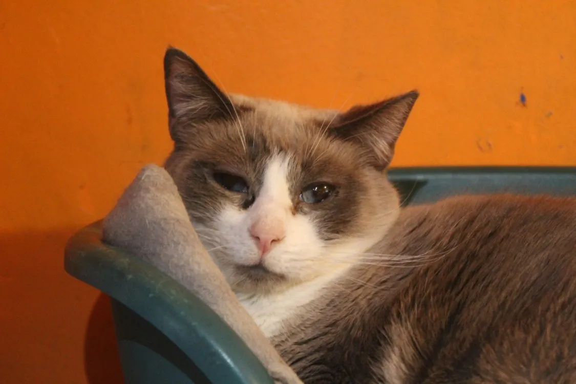 À l'adoption : Frimousse