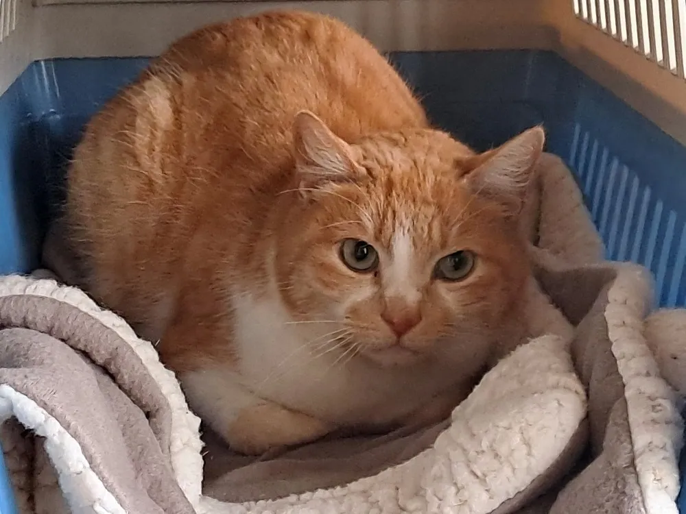 À l'adoption : Raglan Qct