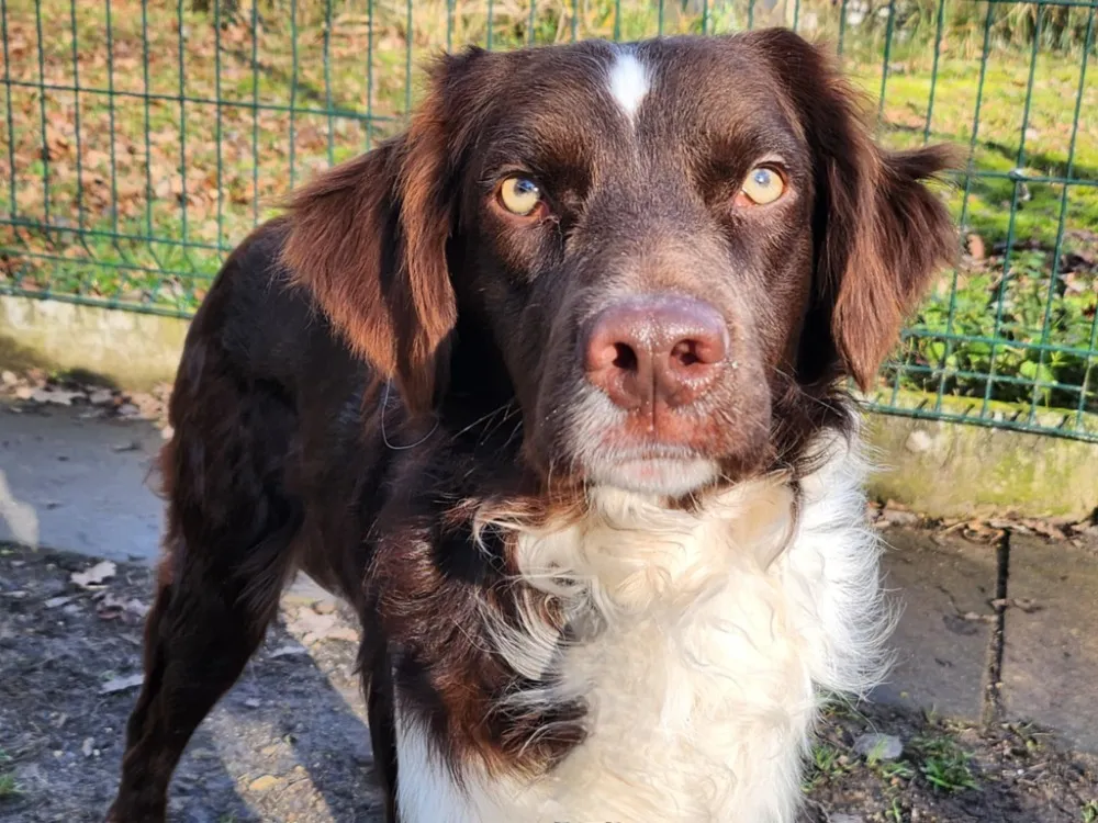 À l'adoption : Nurane