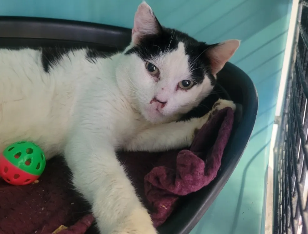 À l'adoption : Jimmy