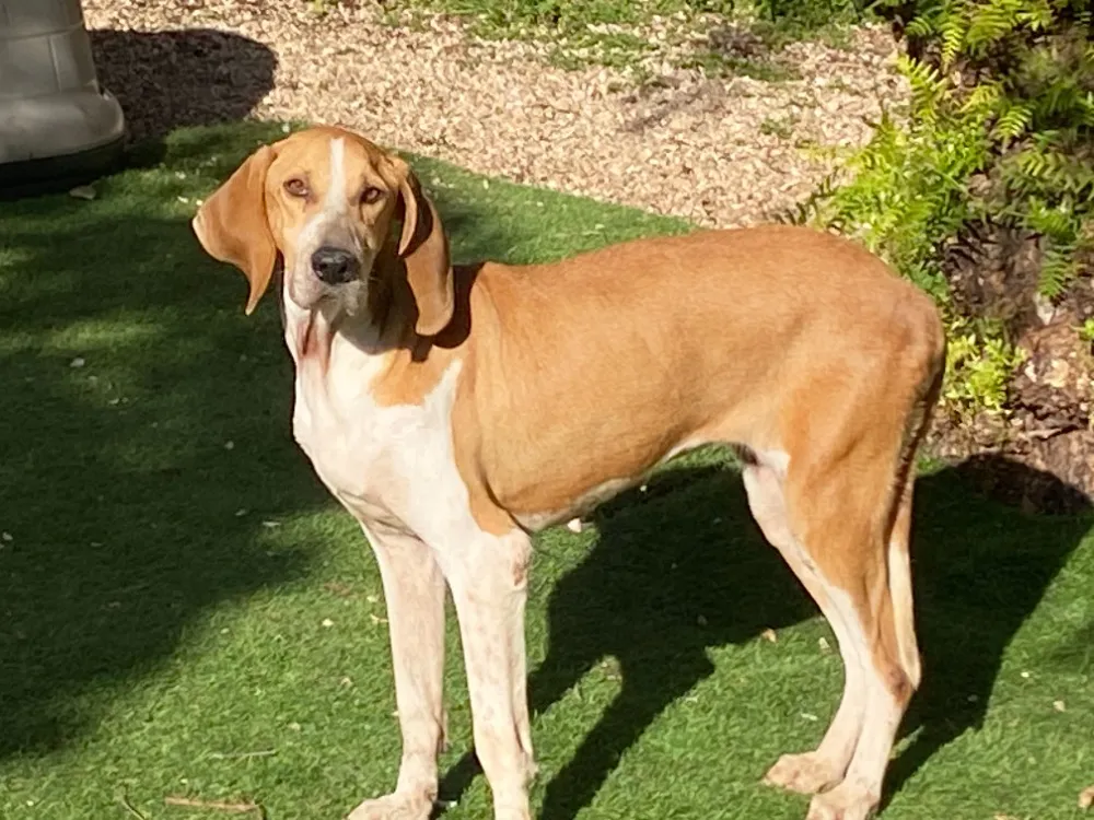 À l'adoption : Cannelle