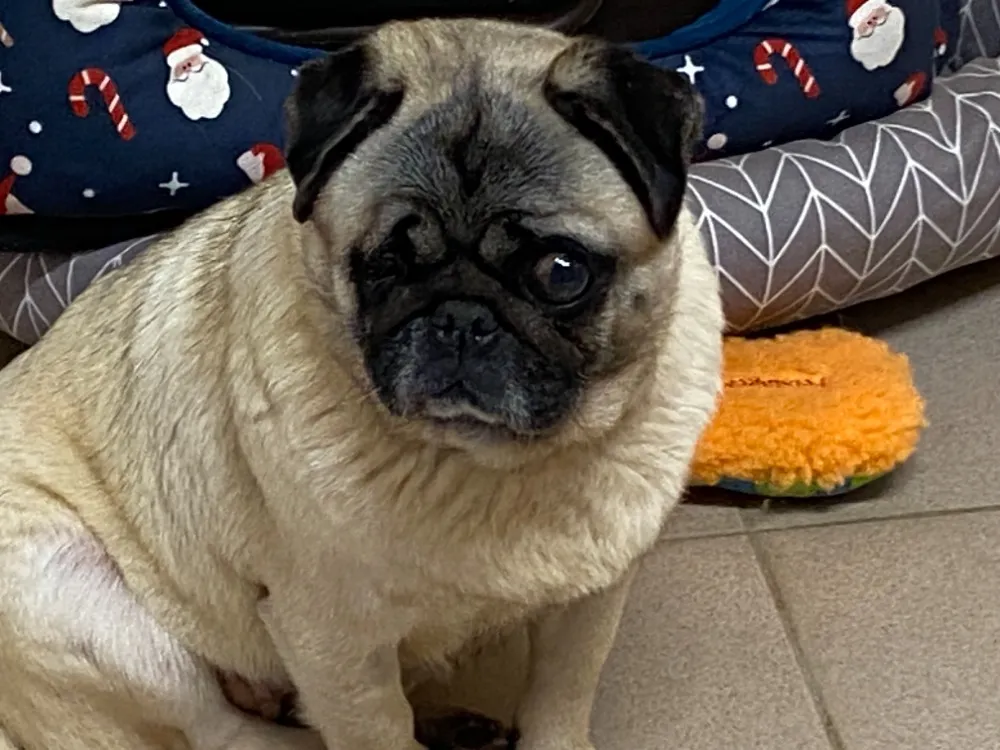 À l'adoption : Satine