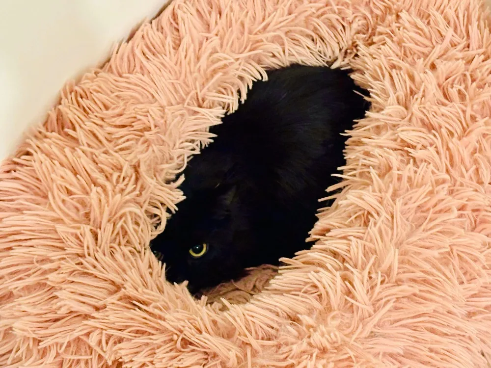 À l'adoption : Jinu