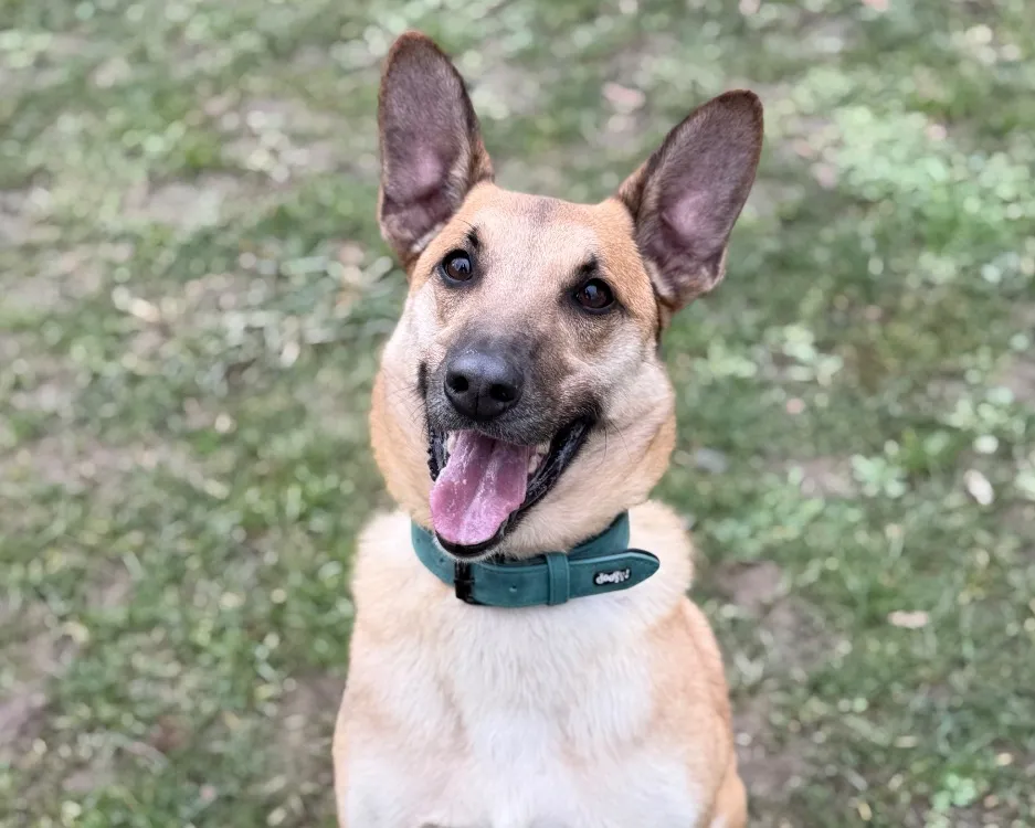 À l'adoption : Louky Caa14583