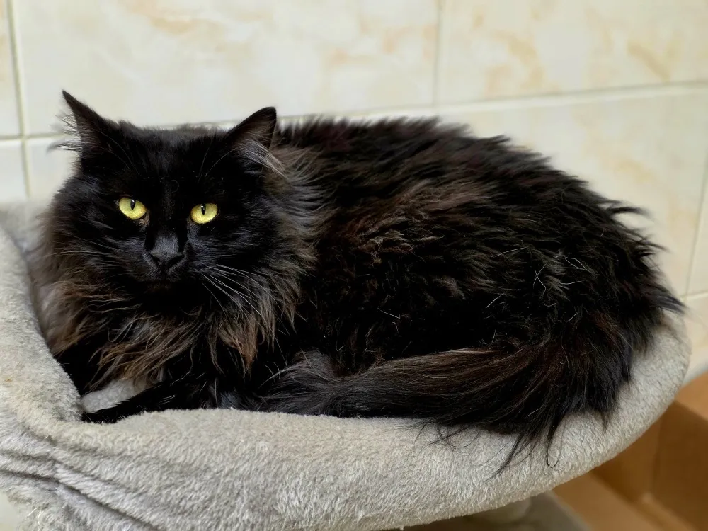 À l'adoption : Pomponette