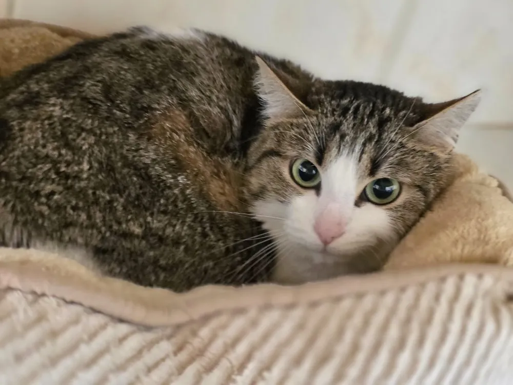 À l'adoption : Youpi