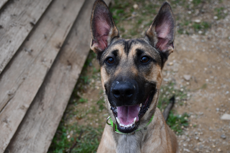 À l'adoption : Pluto