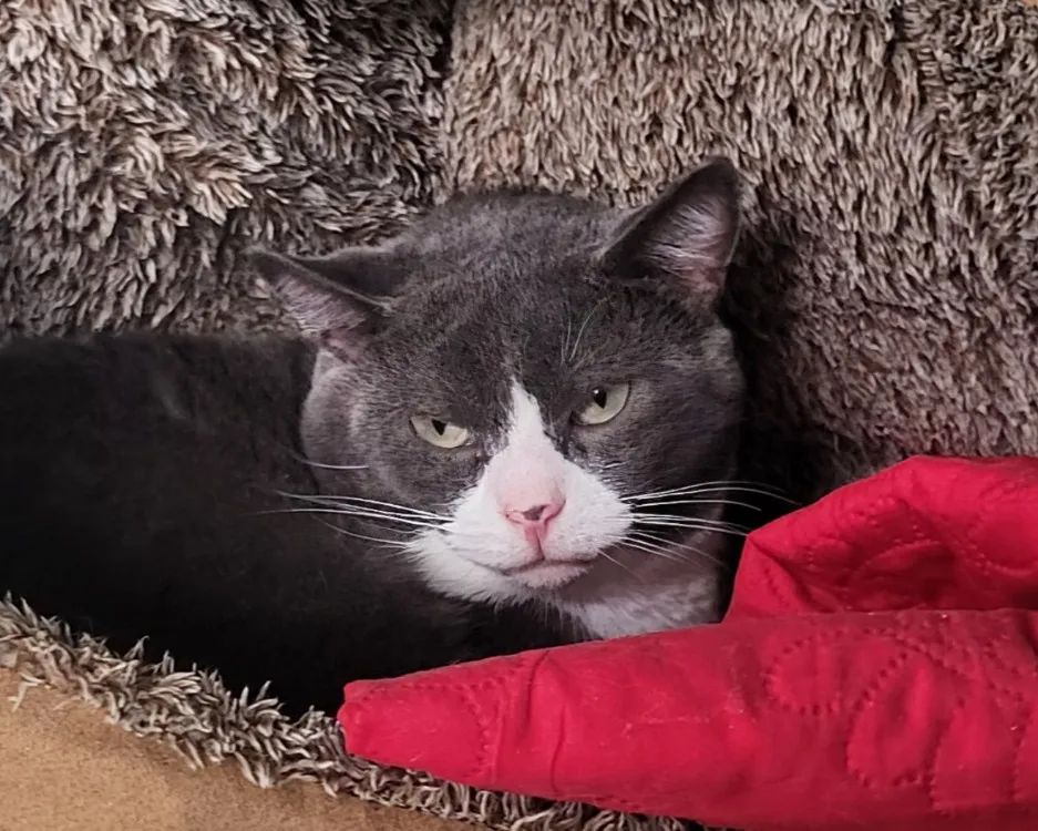 À l'adoption : Stravinsky