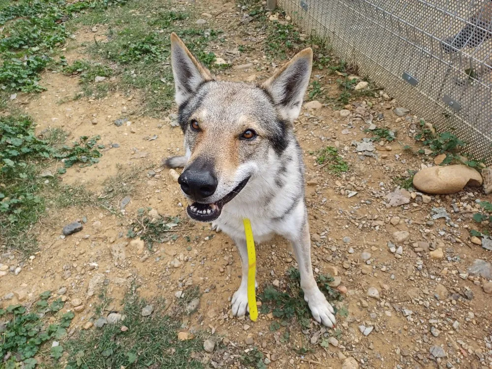 À l'adoption : Reaper