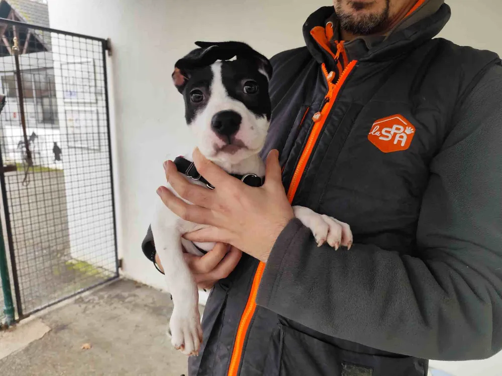 À l'adoption : Dustin Vaa
