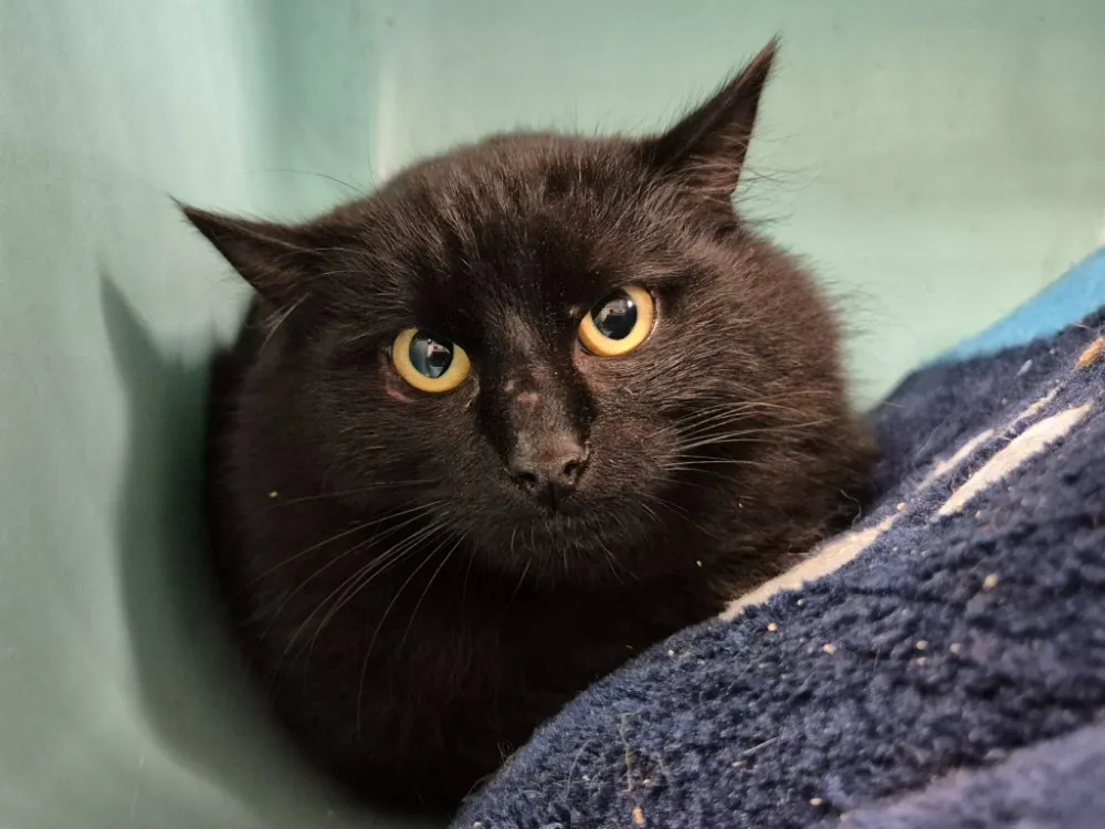 À l'adoption : Gronk Qct