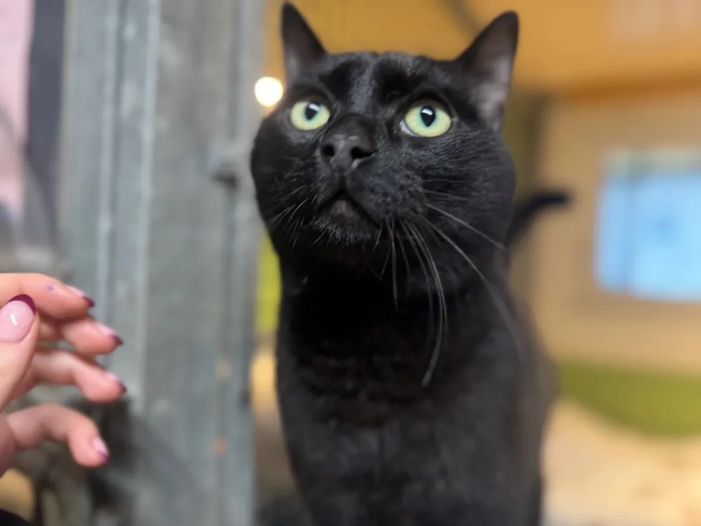 À l'adoption : Snoopi A17280