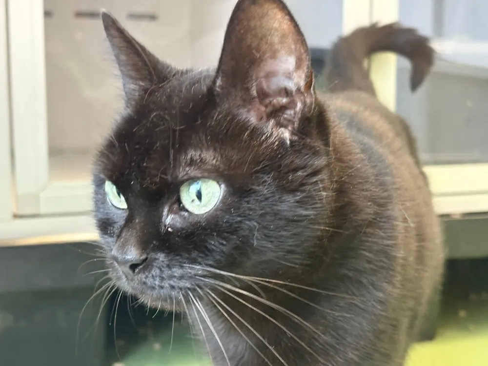 À l'adoption : Victoire