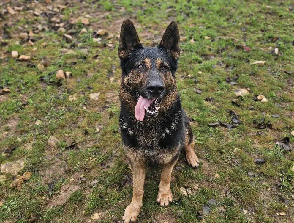 À l'adoption : Mani