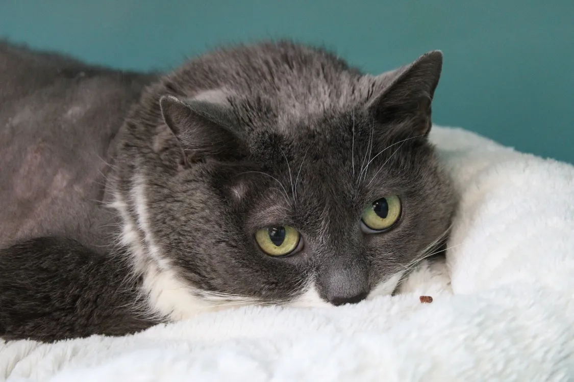 À l'adoption : Totoro