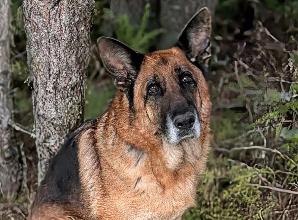 À l'adoption : Newton