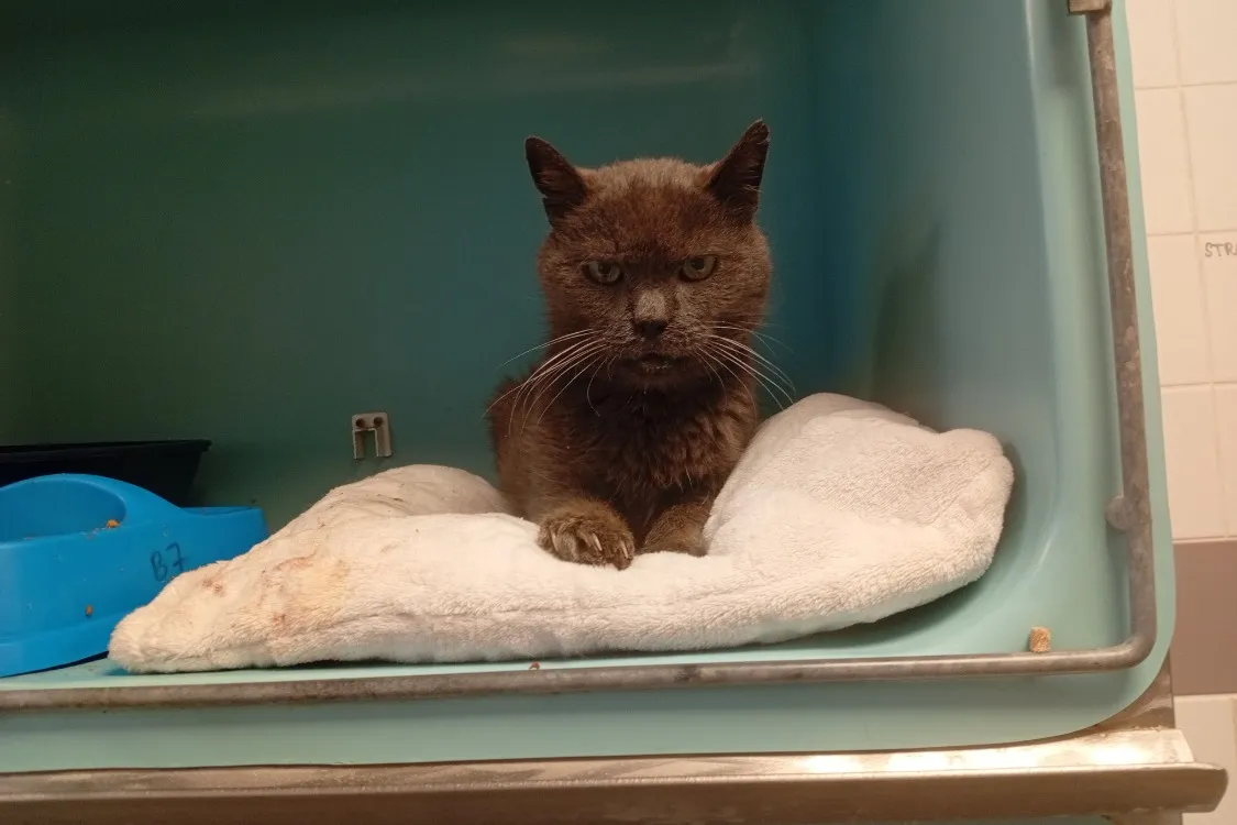 À l'adoption : Costos