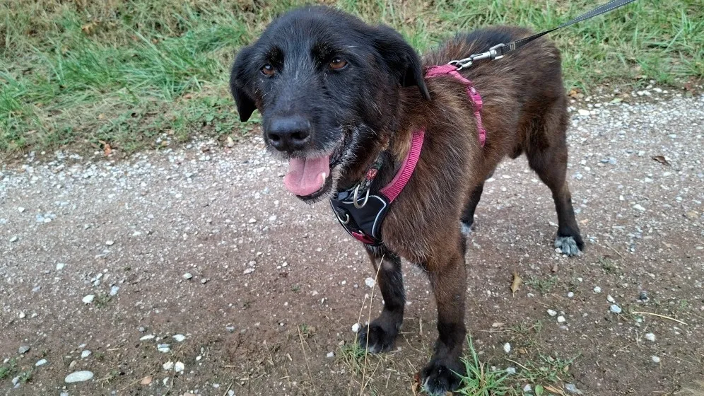 À l'adoption : Chaman