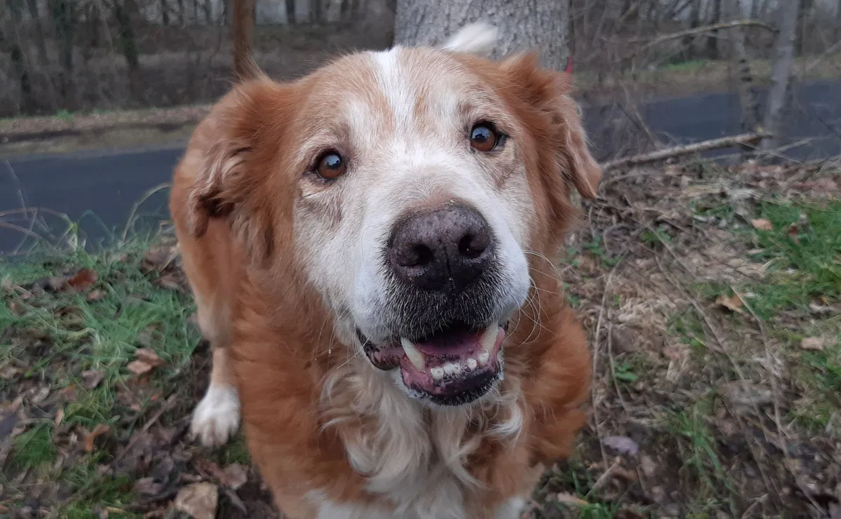 À l'adoption : Crouton
