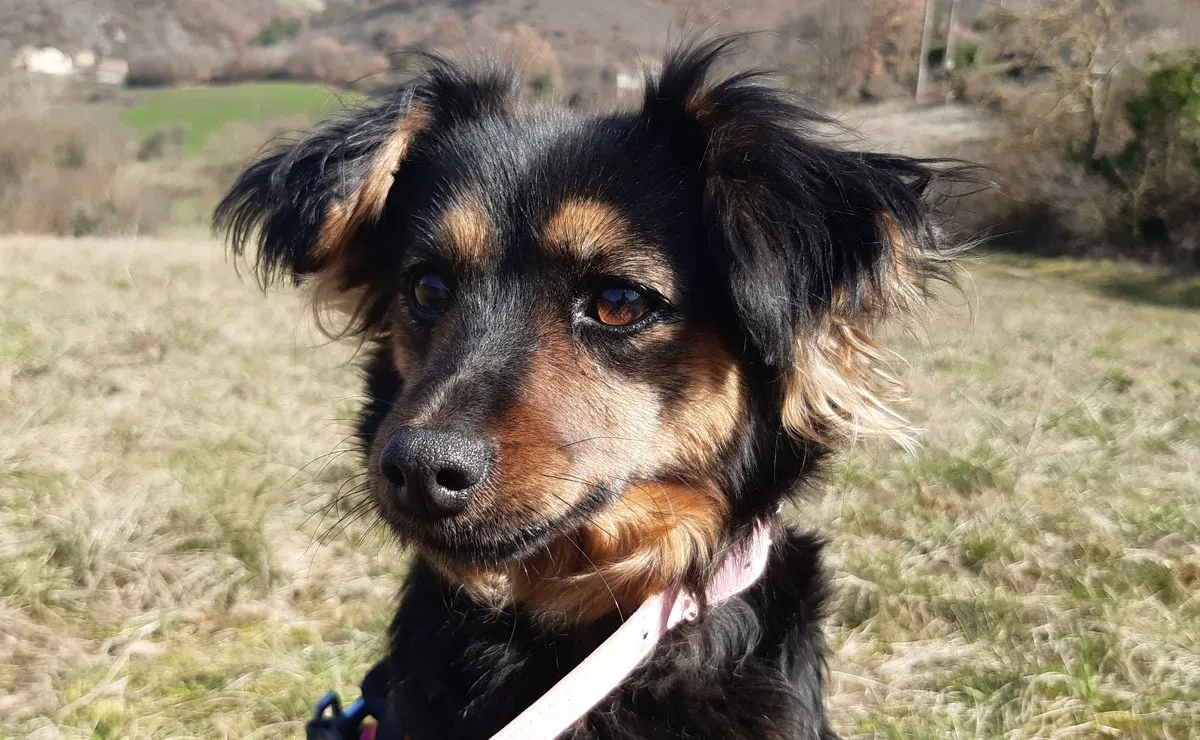 À l'adoption : Diana