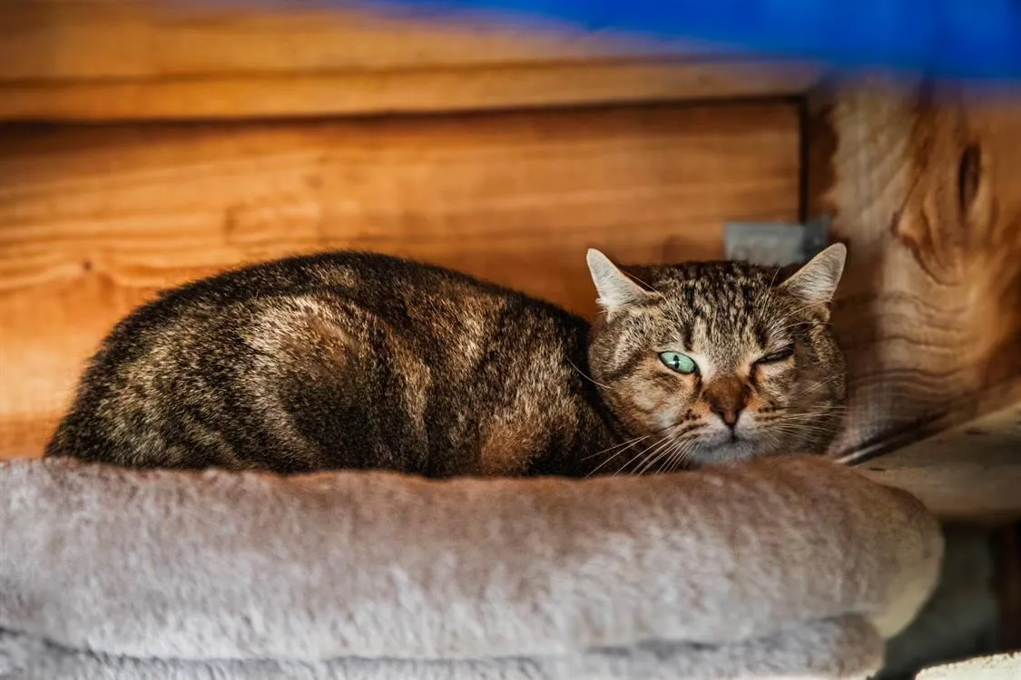 À l'adoption : Léo