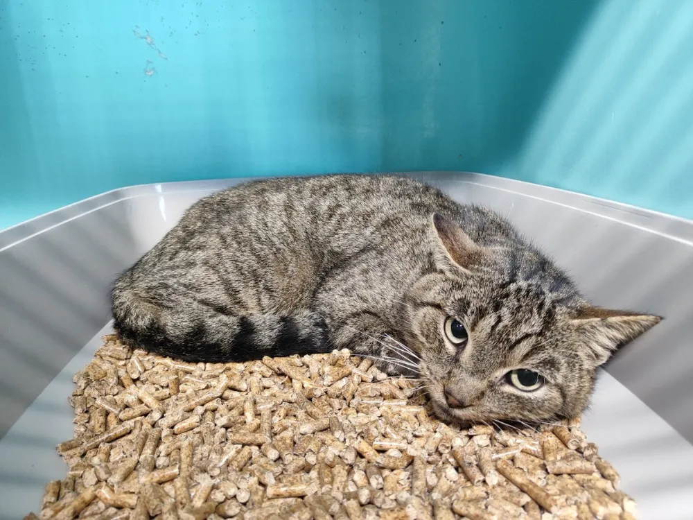 À l'adoption : Pixel (Promis)