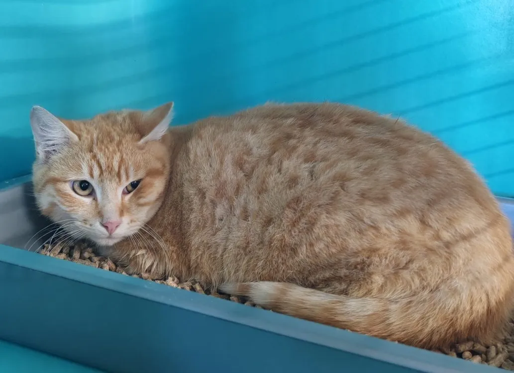 À l'adoption : Connor