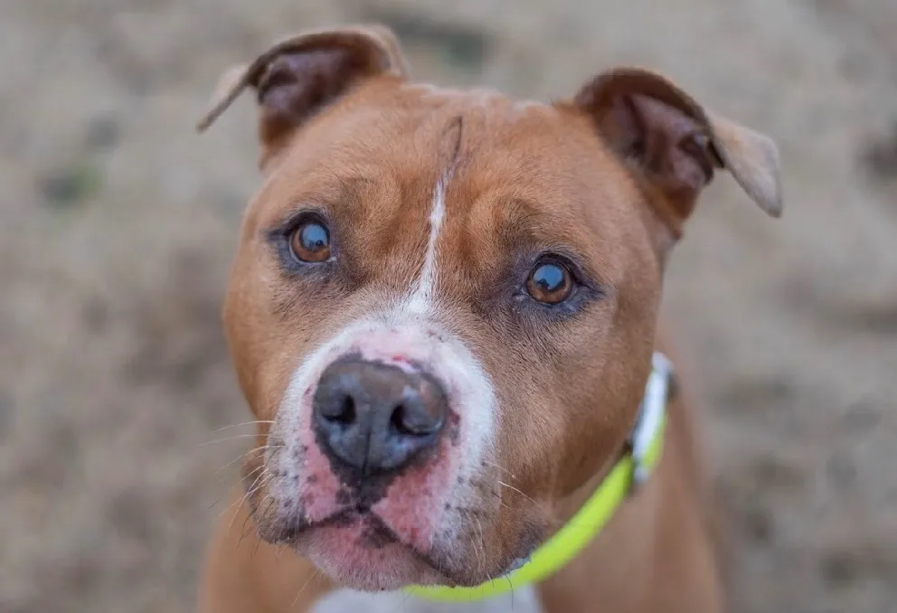 À l'adoption : Djazz