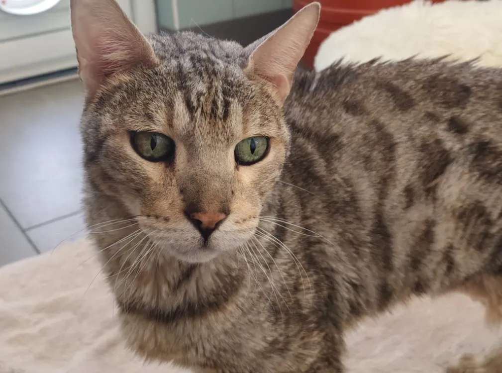 À l'adoption : Titi