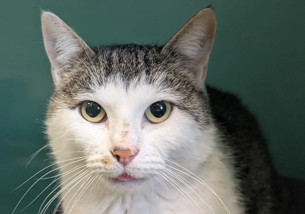 À l'adoption : Hossegor Qct