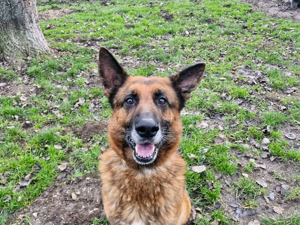 À l'adoption : Tyson 2