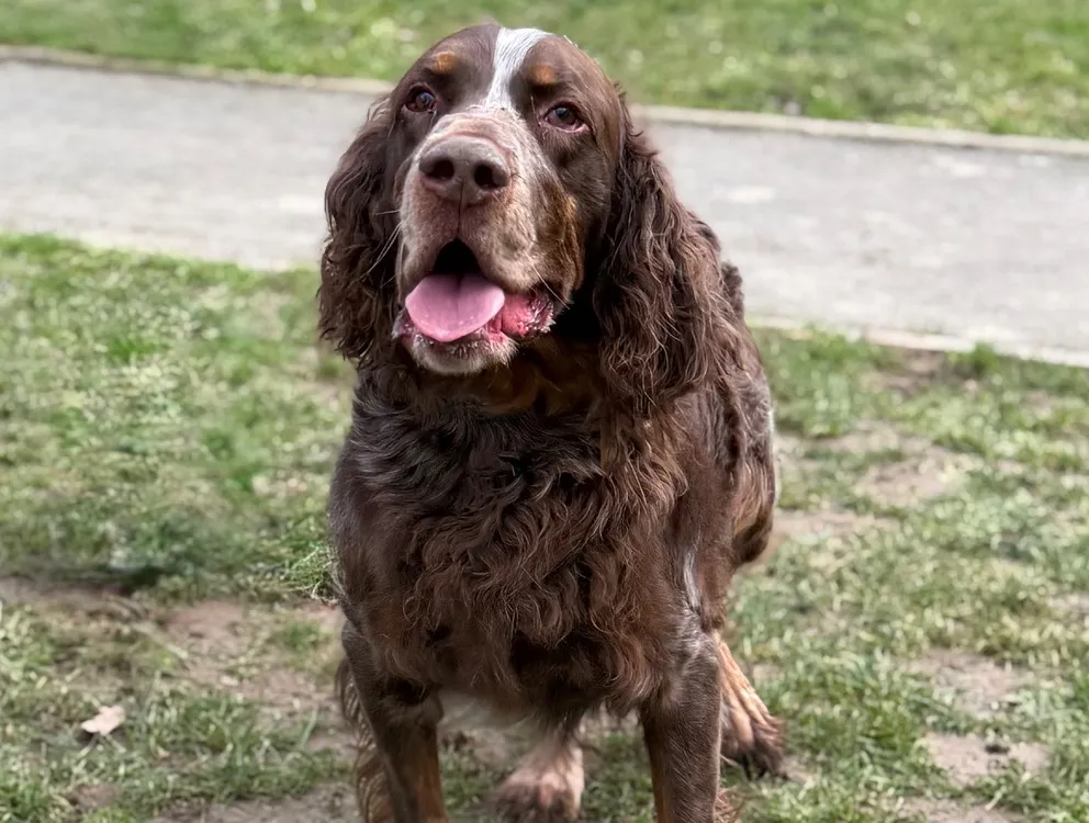 À l'adoption : O'Joe Caa14631