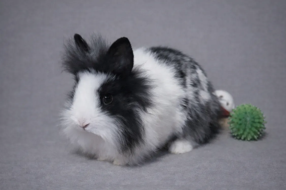 À l'adoption : Fanta