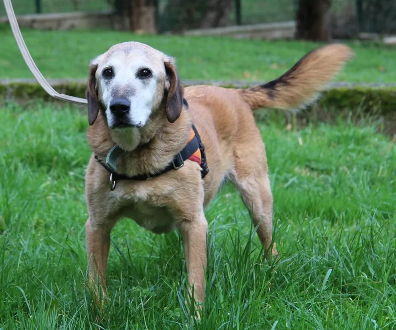 À l'adoption : Pongo