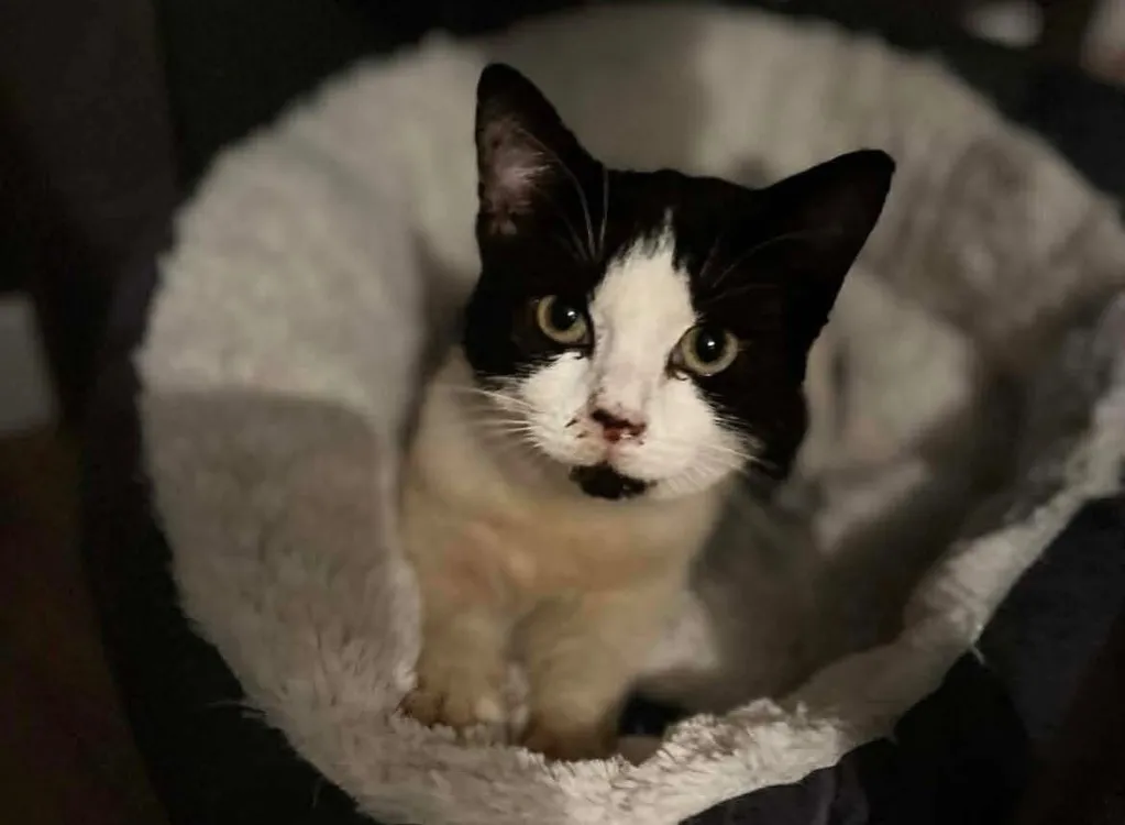 À l'adoption : Suki (Adoptable Prochainement)