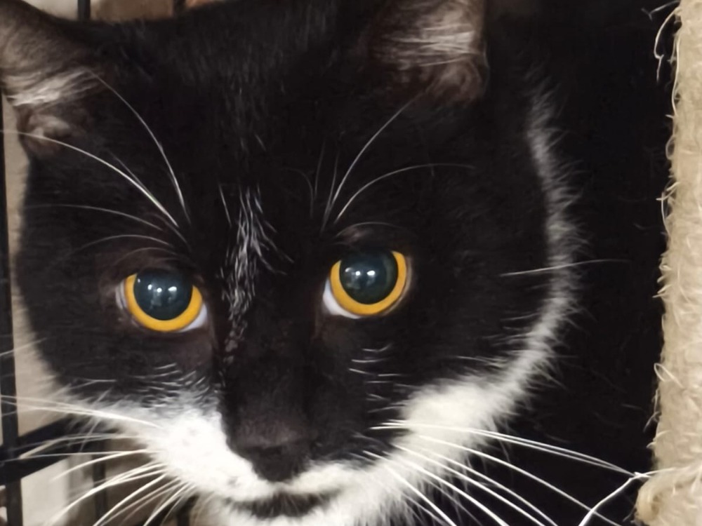 WILSON (FR)