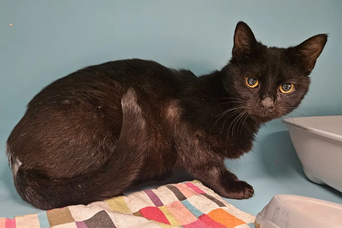 À l'adoption : Jacob