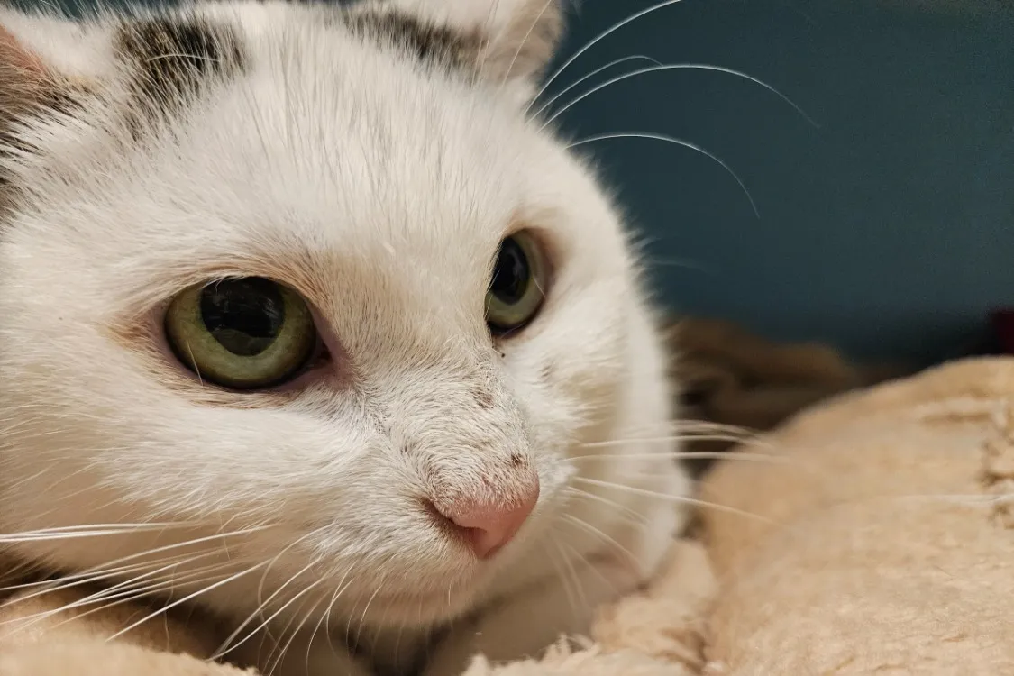 À l'adoption : Cornemuse