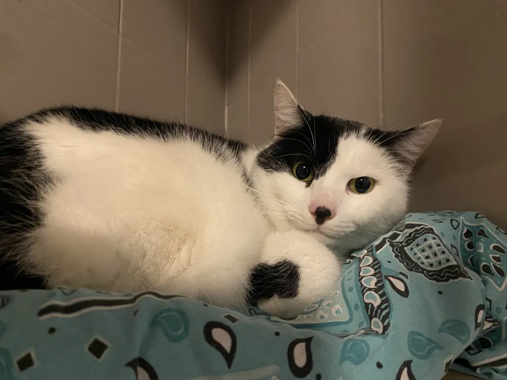 À l'adoption : Podcolle