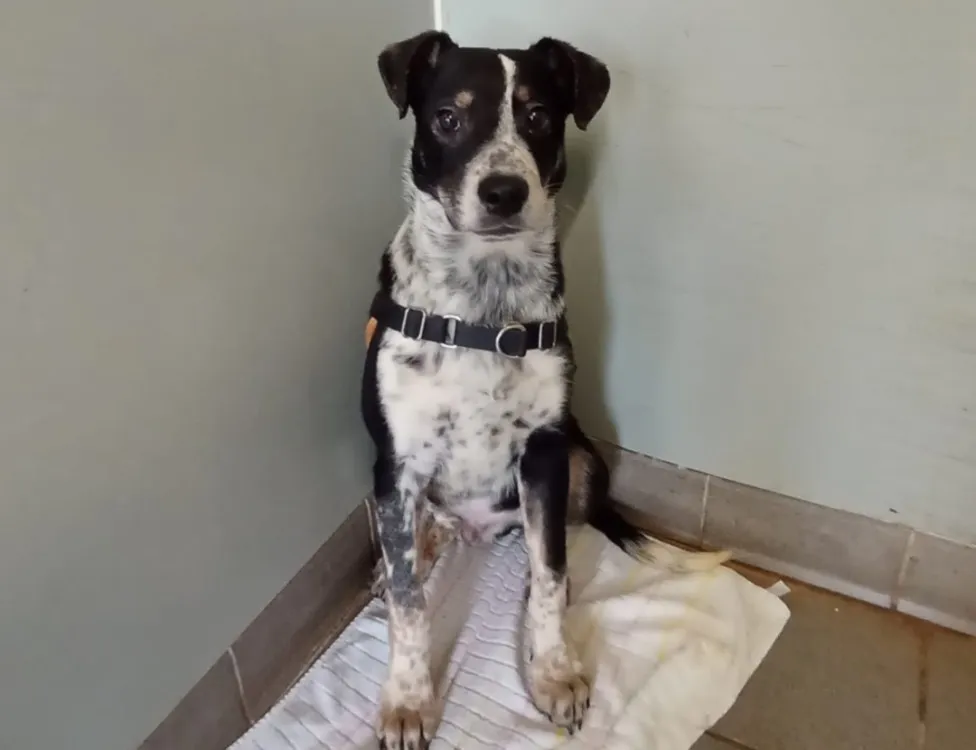 À l'adoption : Cactus