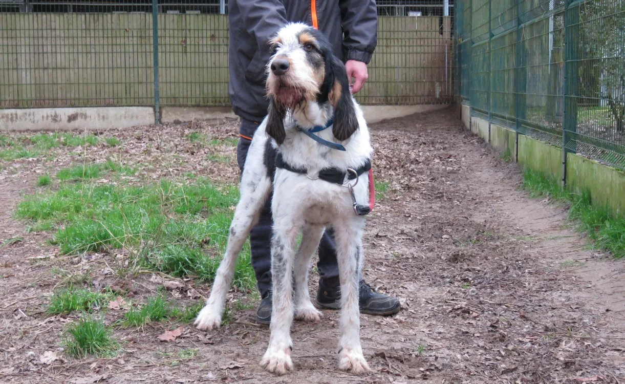 À l'adoption : Dobby