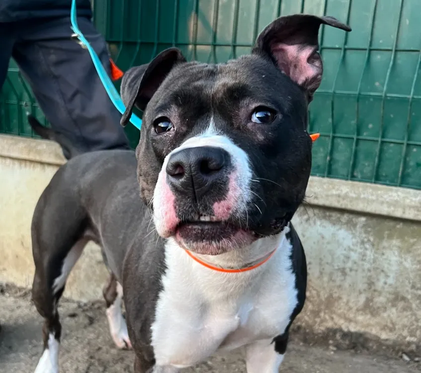 À l'adoption : Raya