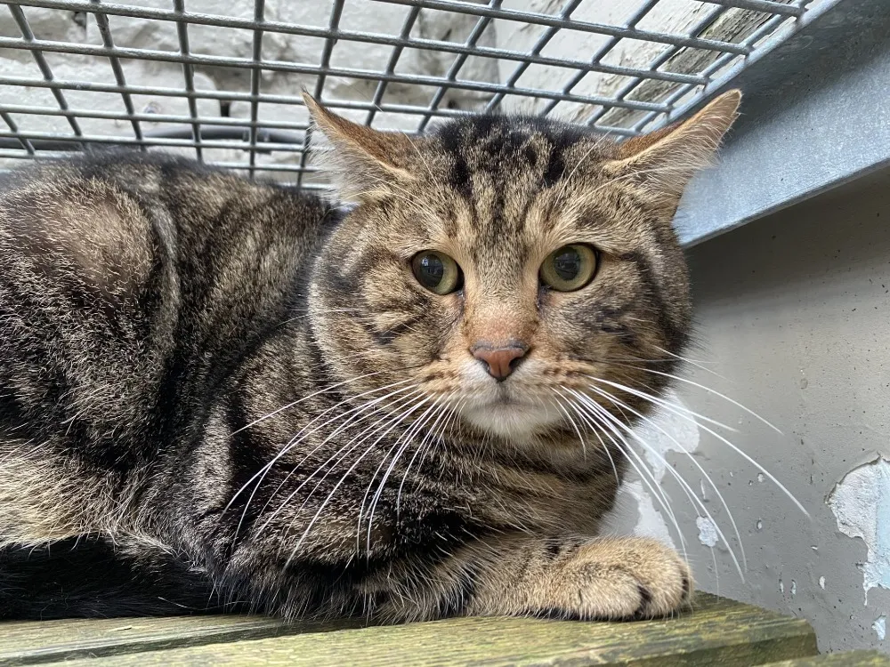 À l'adoption : Yuji