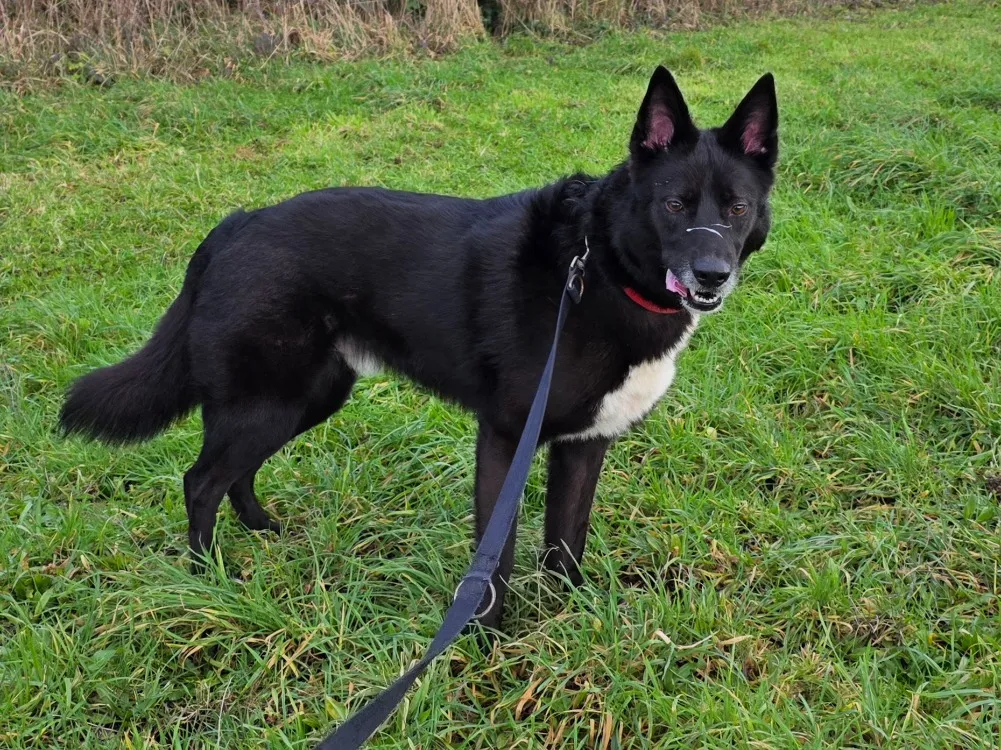 À l'adoption : Baloo