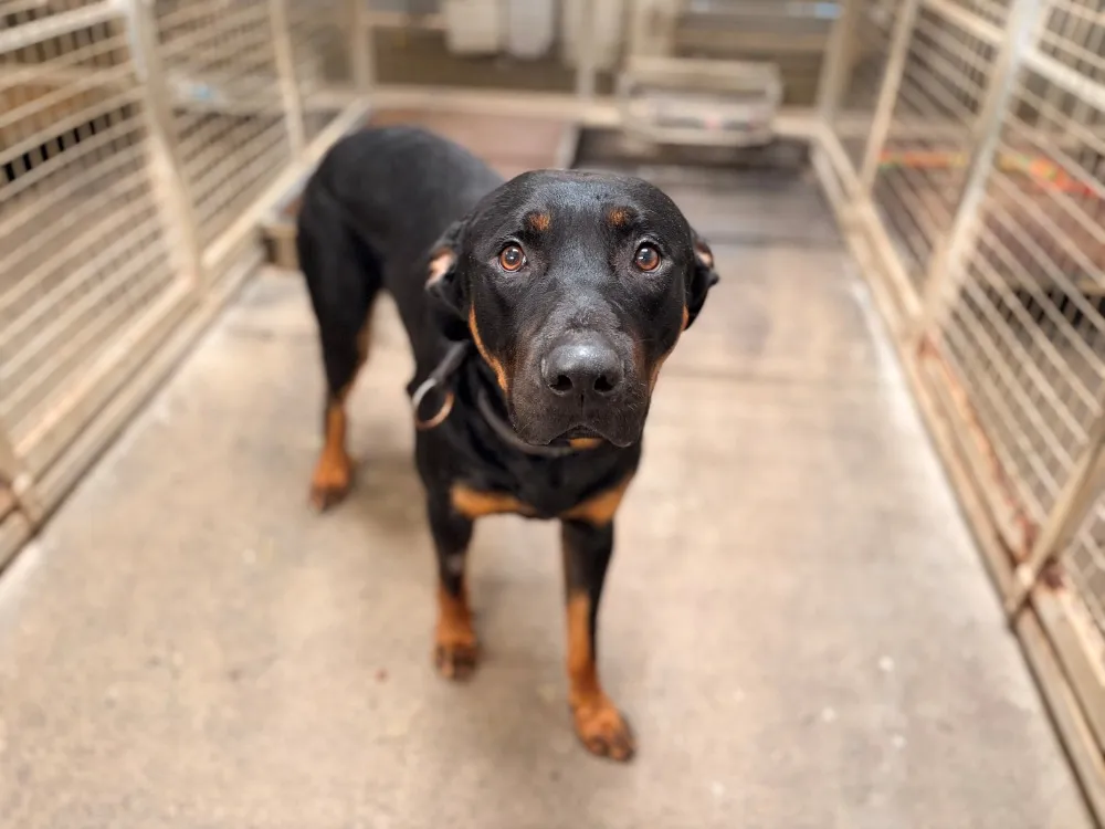 À l'adoption : Rooky